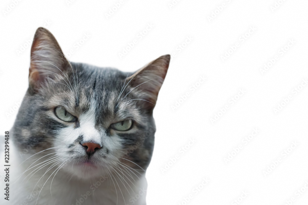 Portrait of a gray cat with the frowned eyes and a severe look on a white background