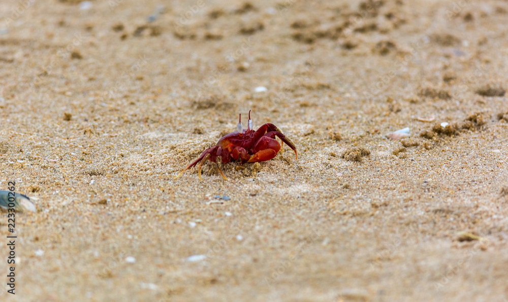 Red Crab Red Crab
