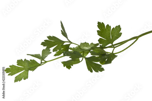 parsley isolated on white background