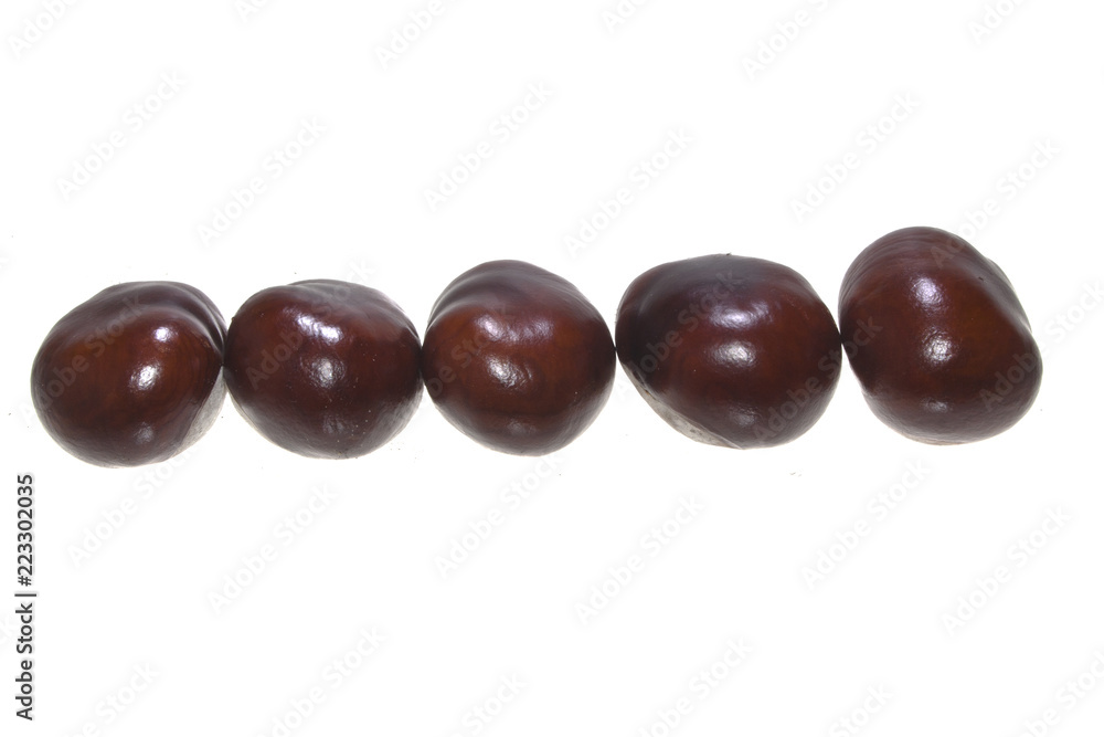 chestnut isolated on white background chestnut isolated on white background
