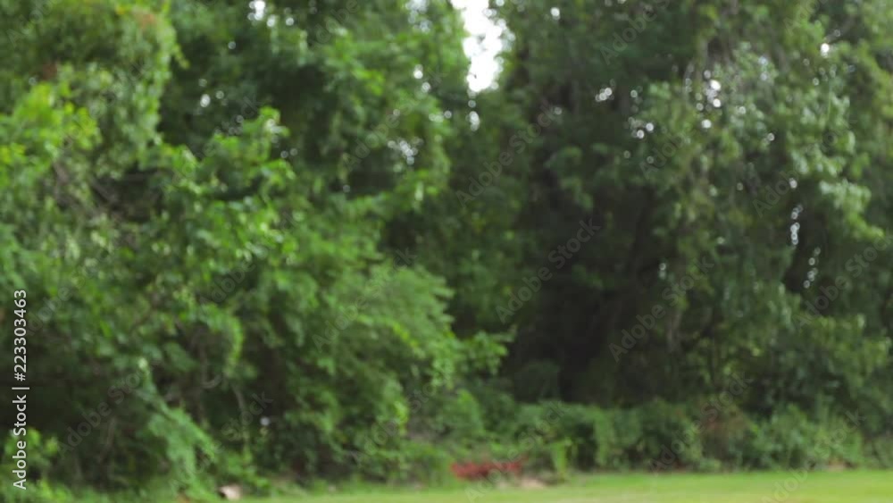 Rain falling in foreground with trees in background Rain falling in foreground with trees in background