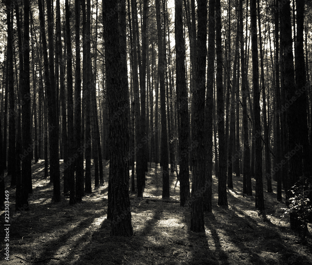 Fototapeta premium Beautiful view in the autumn forest. Toned
