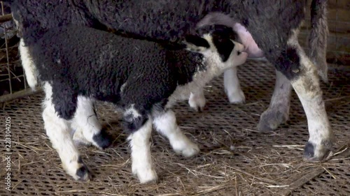 Black and white lamb drinking milk from mother sheep photo