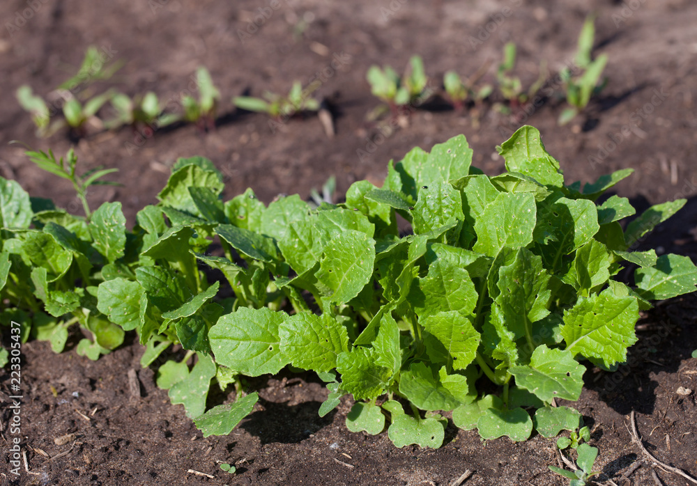 Radish plant in sandy soil, close up. Red radish growing in the garden bed. Gardening banner background with Red Radish Radish plant in sandy soil, close up. Red radish growing in the garden bed. Gardening banner background with Red Radish