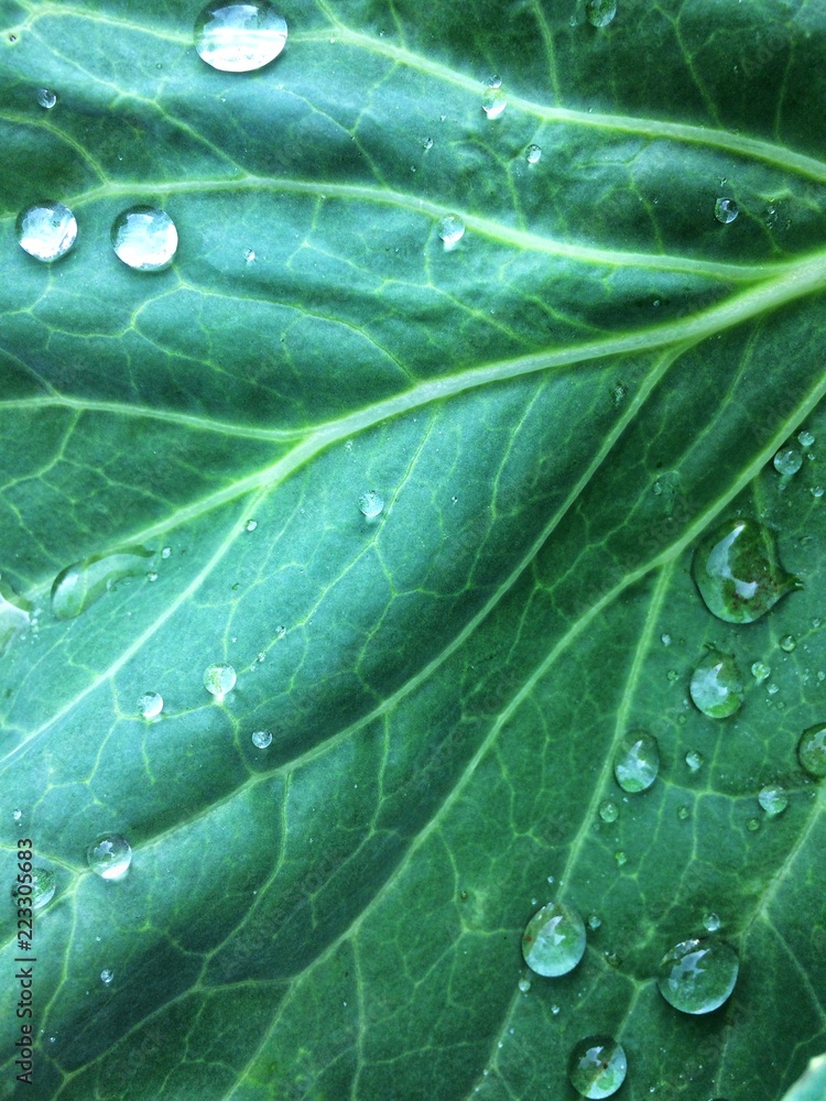 Fototapeta premium Green leaf after rain
