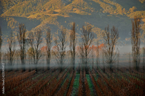 Morning Fog, windbreak and Vineyard , Napa Valley, California photo