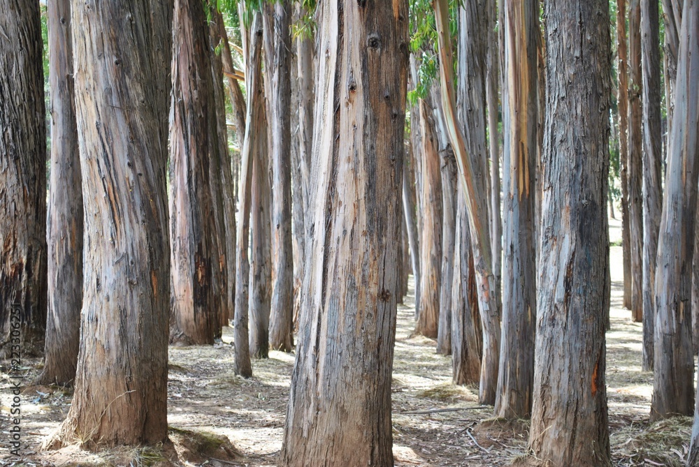 Obraz premium eucalyptus forest