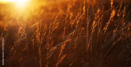 field grass in the early morning