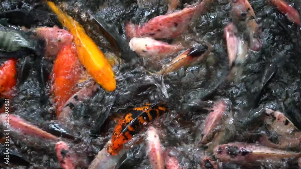 Fancy Koi or carp in the water with Reflections Fancy Koi or carp in the water with Reflections