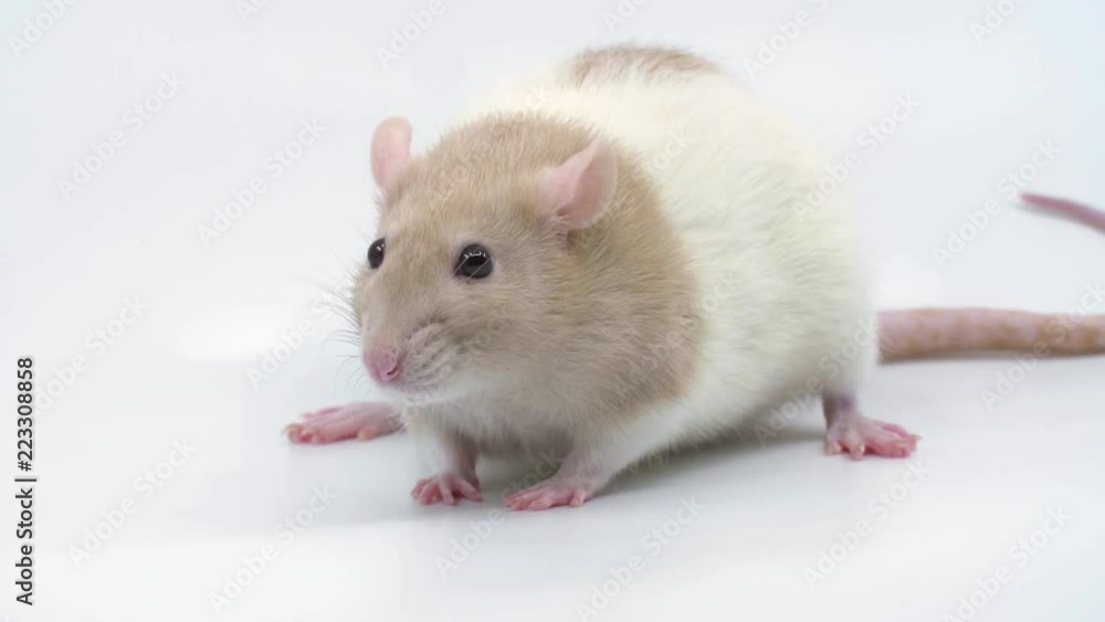 Close-up of a rat sitting still and sniffing on a white background Close-up of a rat sitting still and sniffing on a white background