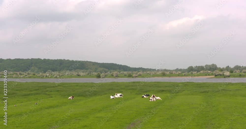 Grebbeberg, at southeastern side of Utrecht Hill Ridge, rises above the valley of the Lower Rhine. The ridge is an end-moraine formed by glaciers. Ruminants in river meadow. The Netherlands. Grebbeberg, at southeastern side of Utrecht Hill Ridge, rises above the valley of the Lower Rhine. The ridge is an end-moraine formed by glaciers. Ruminants in river meadow. The Netherlands.