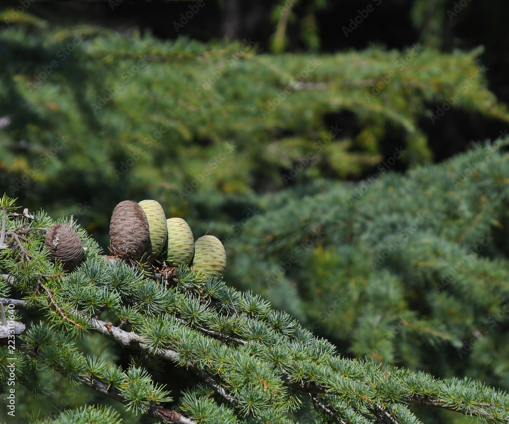 Pine cones on Atlantic / Blue Atlas cedar tree (Cedrus atlantica) Stock