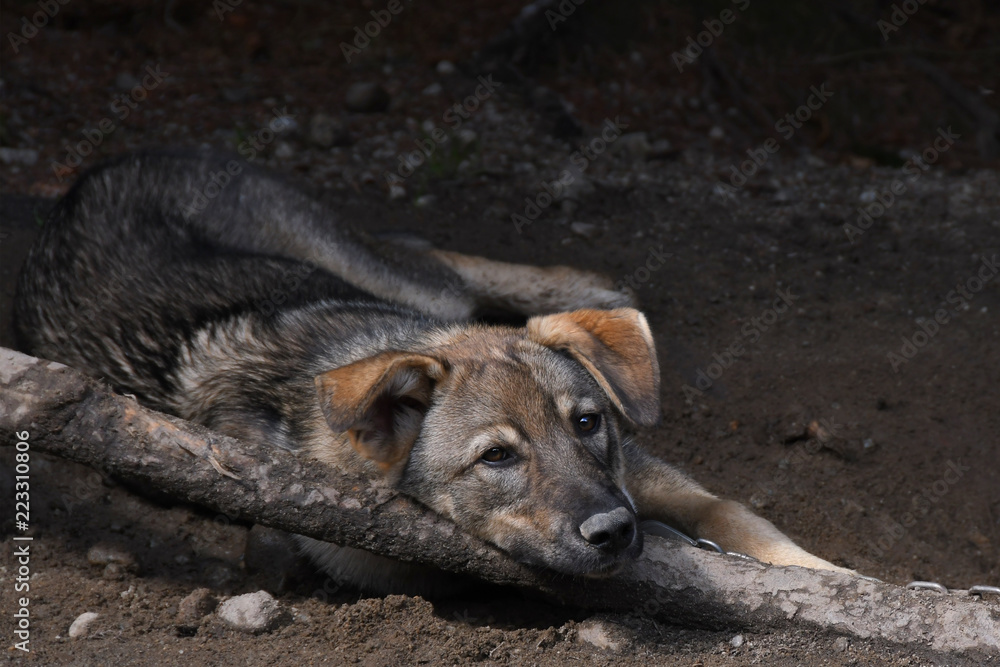 Sled Dog Relaxing Sled Dog Relaxing
