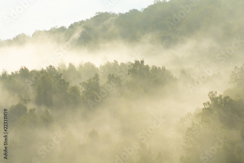 Fototapeta Naklejka Na Ścianę i Meble -  Breathing forest in Ukrainian mountains