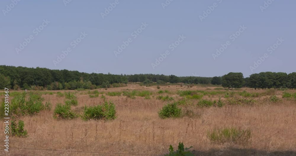 nature restoration area of the former tobacco plantation Willem III in Elst, The Netherlands, during the very dry summer 2018. Located on sand-deposits of the southern flank of the ice-pushed ridge nature restoration area of the former tobacco plantation Willem III in Elst, The Netherlands, during the very dry summer 2018. Located on sand-deposits of the southern flank of the ice-pushed ridge