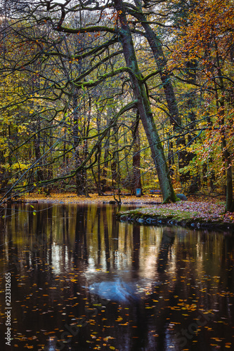 Autumn beautiful tree branches and leaves reflected in the pond water surface in a city park. Hamburg, Germany