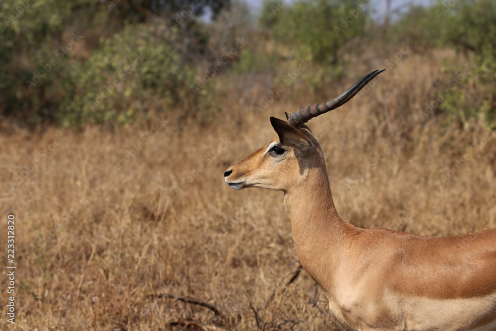 Impala im Kruger-Nationalpark in Südafrika