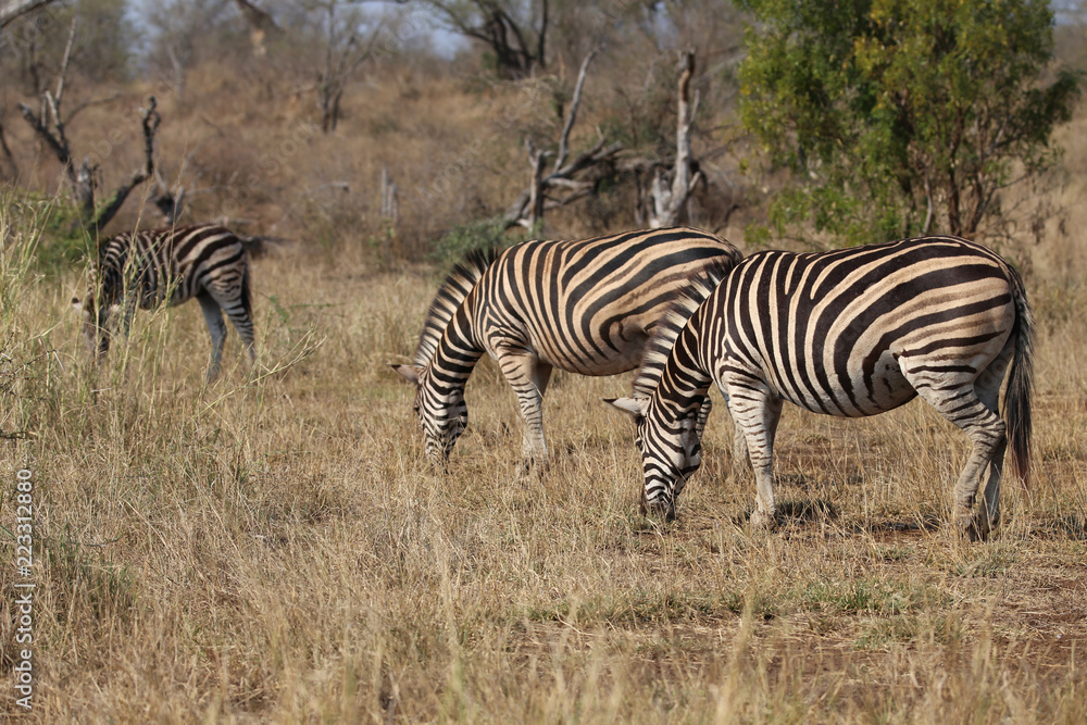 Zebras im Kruger-Nationalpark in Südafrika Zebras im Kruger-Nationalpark in Südafrika