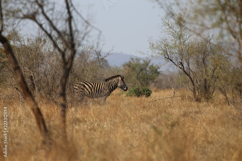 Zebra im Kruger-Nationalpark in Südafrika