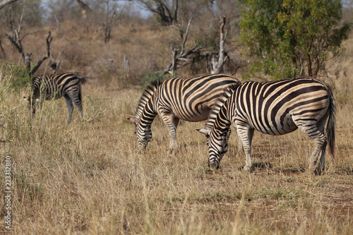 Zebras im Kruger-Nationalpark in S  dafrika