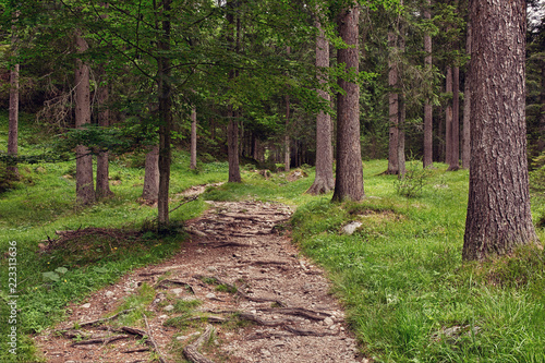 Stone path in the beautiful mountainside spruce forest, summertime hiking trail. outdoor travel background
