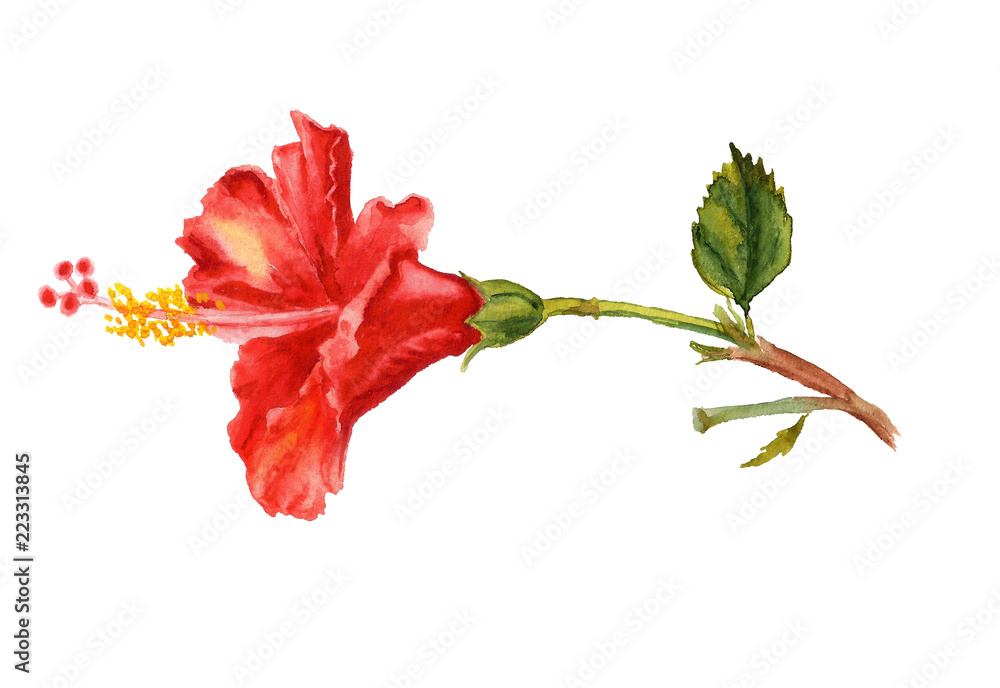 Watercolor flower of red hibiscus Stock Illustration | Adobe Stock