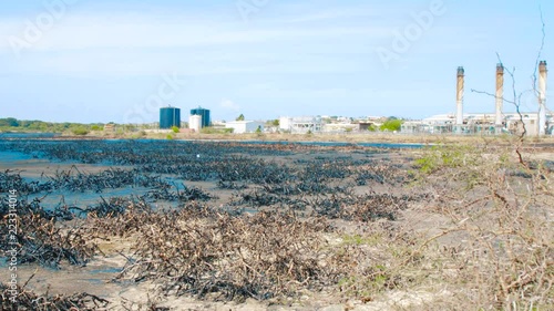 Dead mangrove stumps covered in heavy oil in asphalt lake, Curacao - September 2018 photo