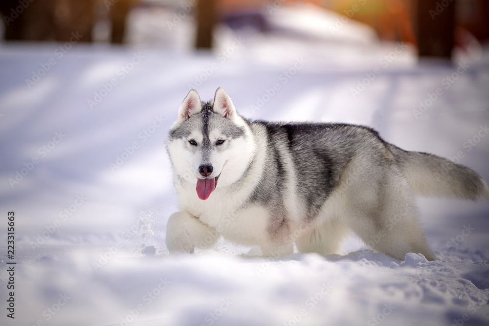 beautiful husky dog plays in the snow