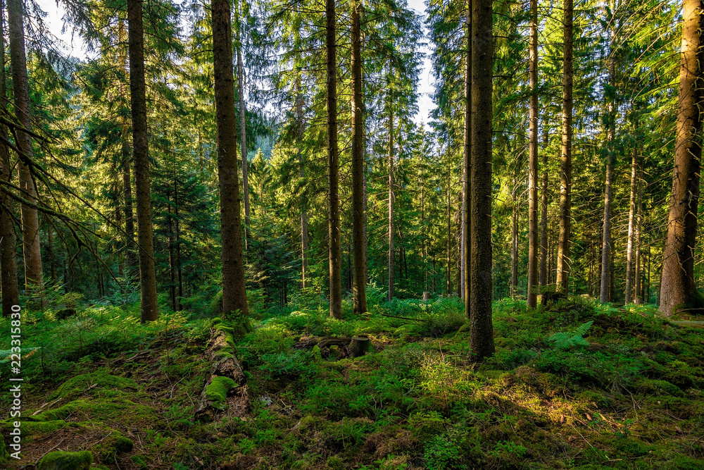 Fototapeta premium In the green Black Forest / Schwarzwald in Germany on a sunny day