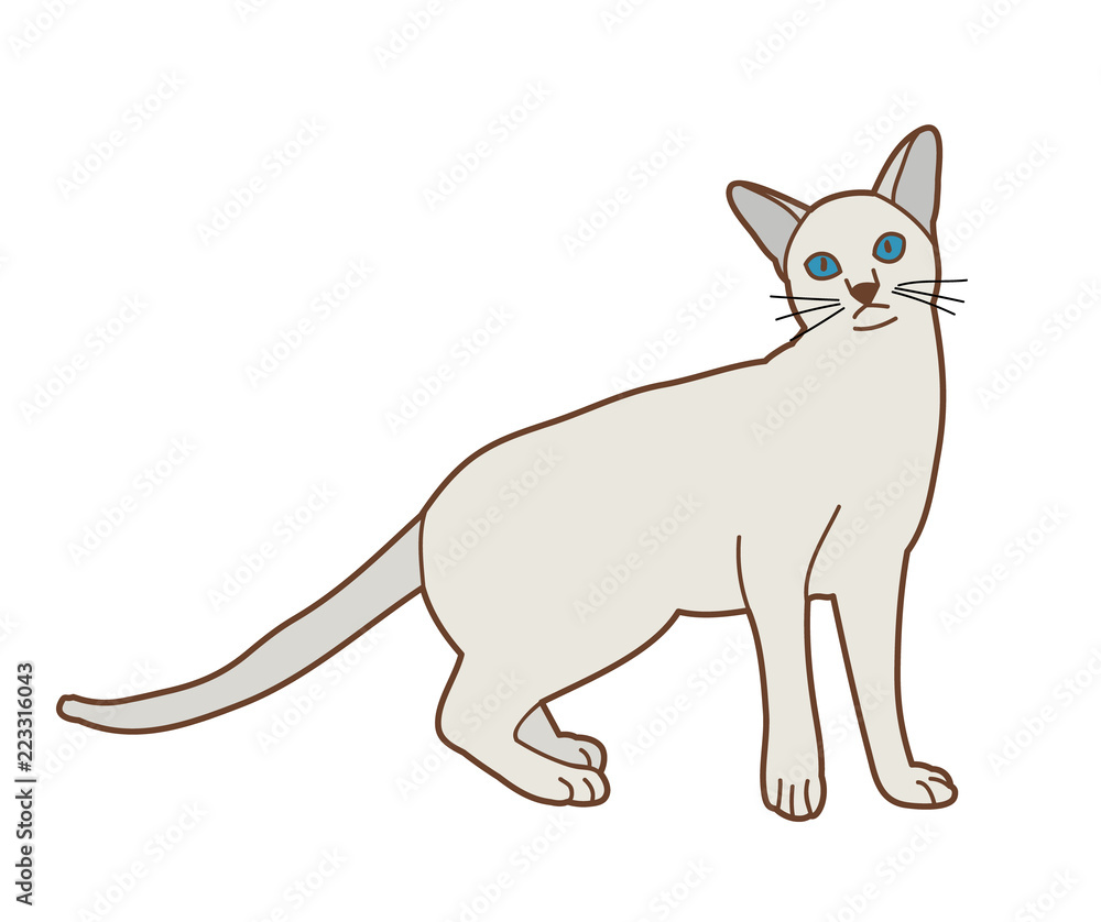 Fototapeta isolated cat on white background