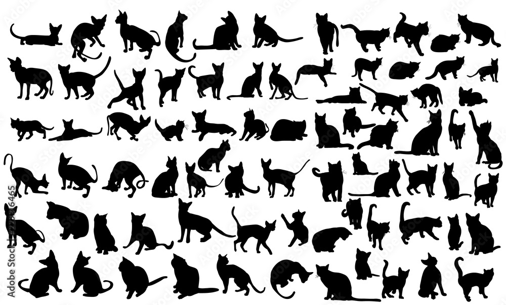  silhouette of a cat, set - obrazy, fototapety, plakaty 