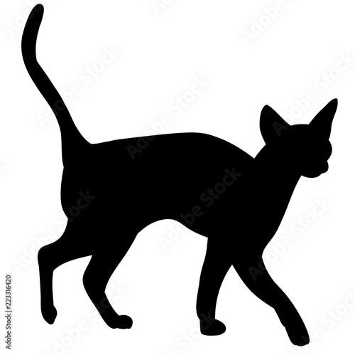 cat silhouette on white background