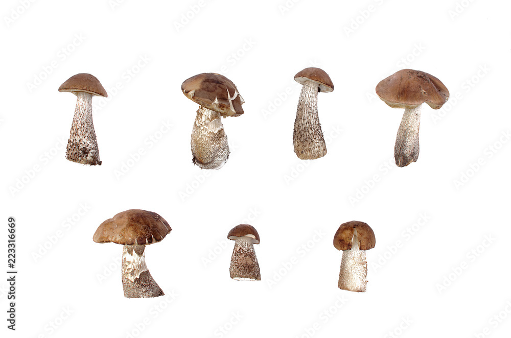 Brown cap boletus leccinum scabrum collection isolated on white background. Brown cap boletus leccinum scabrum collection isolated on white background.
