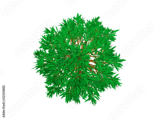 Beech tree. Isolated on whi...