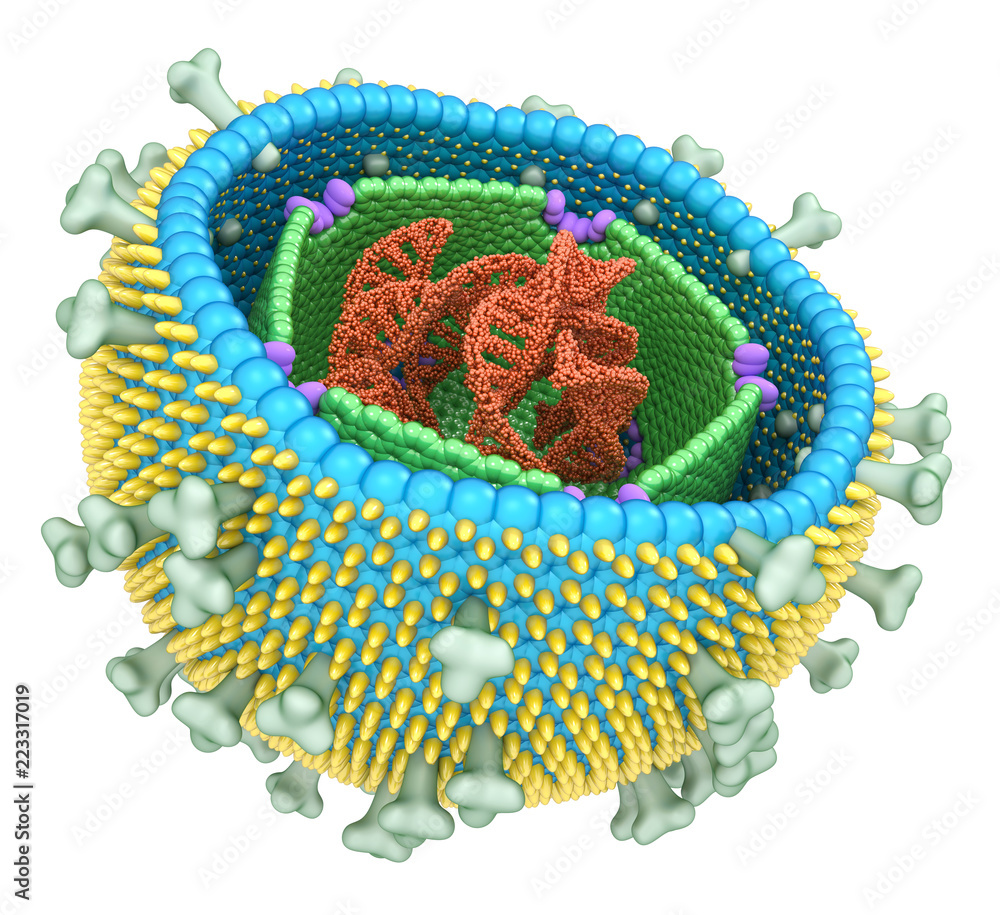 EpsteinBarr virus internal structure. 3d illustration isolated in
