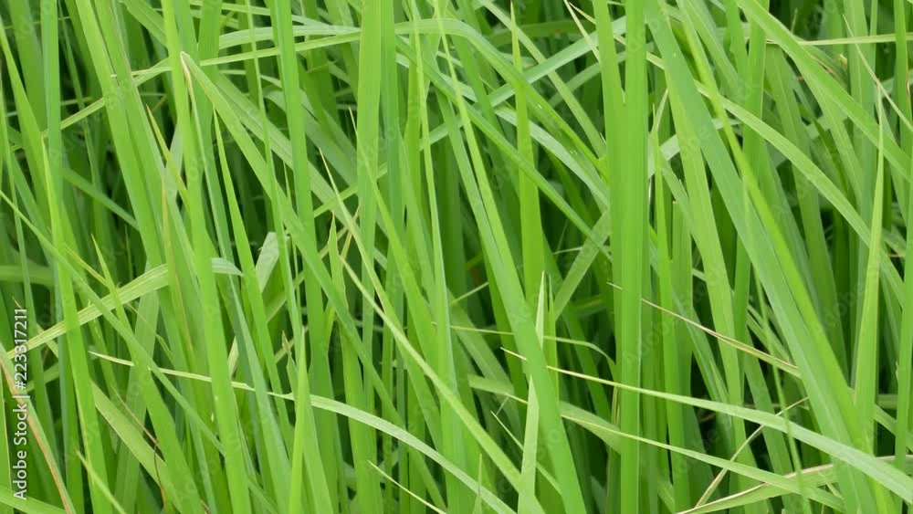 organic rice green grass with water drops organic rice green grass with water drops