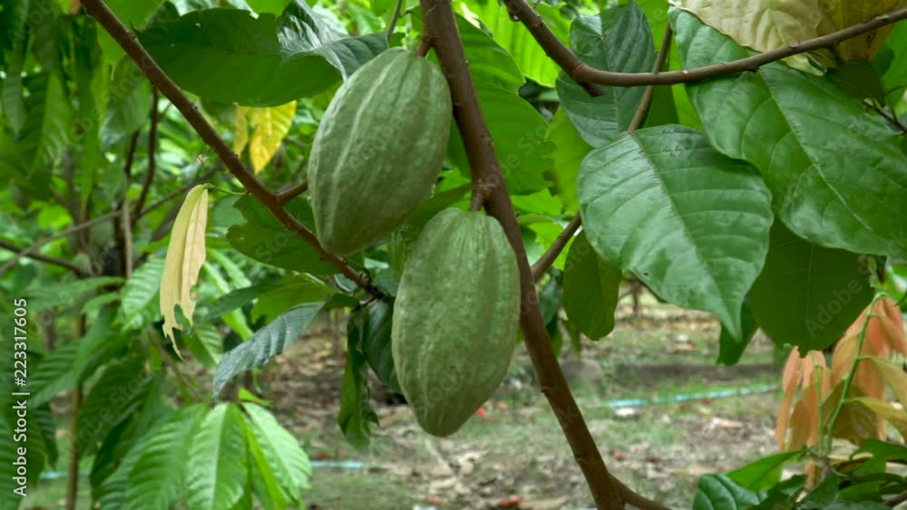 Cacao Tree (Theobroma cacao). Organic cocoa fruit pods in nature. Cacao Tree (Theobroma cacao). Organic cocoa fruit pods in nature.