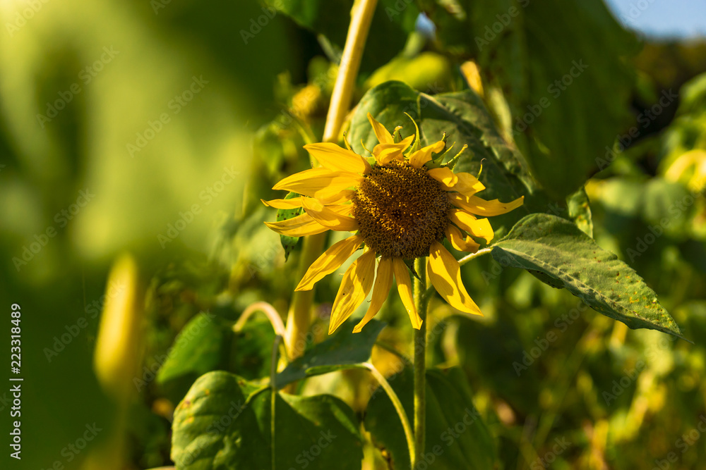 Sunflower warming on sun