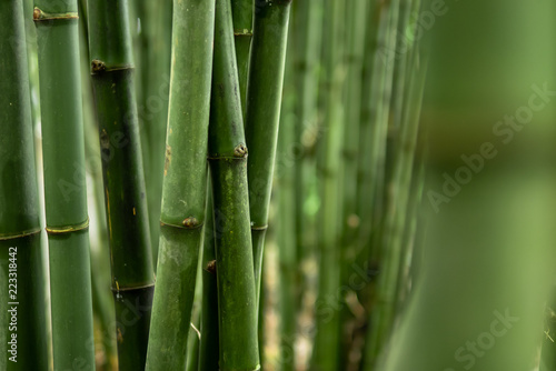 Fototapeta Naklejka Na Ścianę i Meble -  Green Bamboo Forest Background
