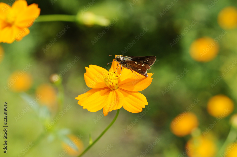 花と蝶　オオチャバネセセリ