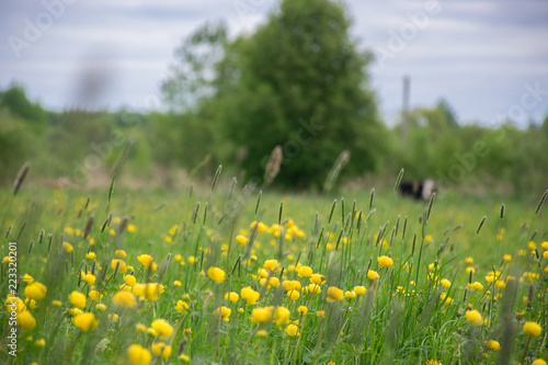 yellow flower field of dandelions