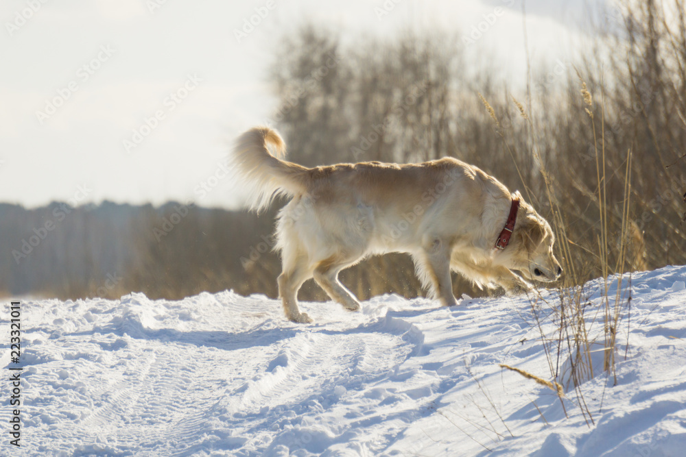 Walk dogs in the winter