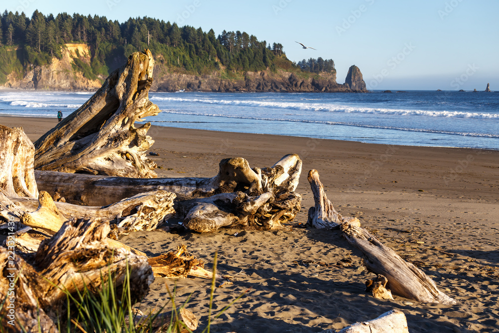 Washed up driftwood and logs on Rialto Beach, Olympic National Park, Washington,USA.