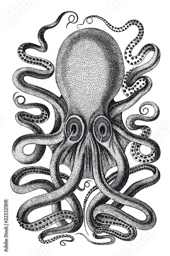 Vector High Detail Octopus Engraving