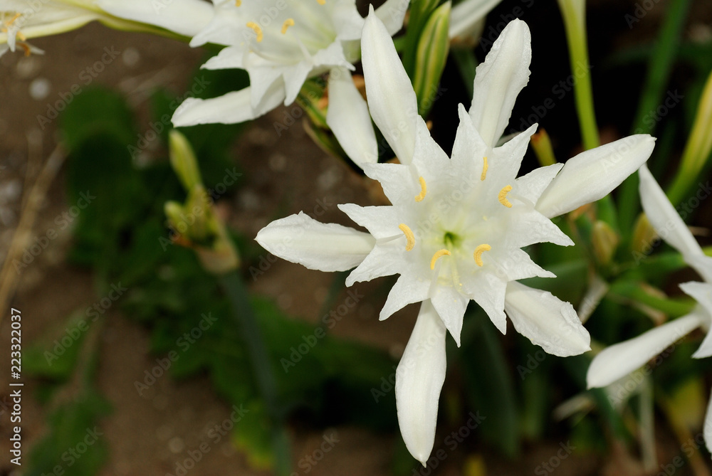 Summer sea, top view of an Pancratium maritimum flowers Summer sea, top view of an Pancratium maritimum flowers