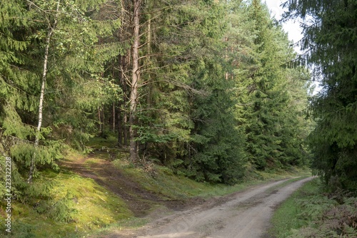 forest