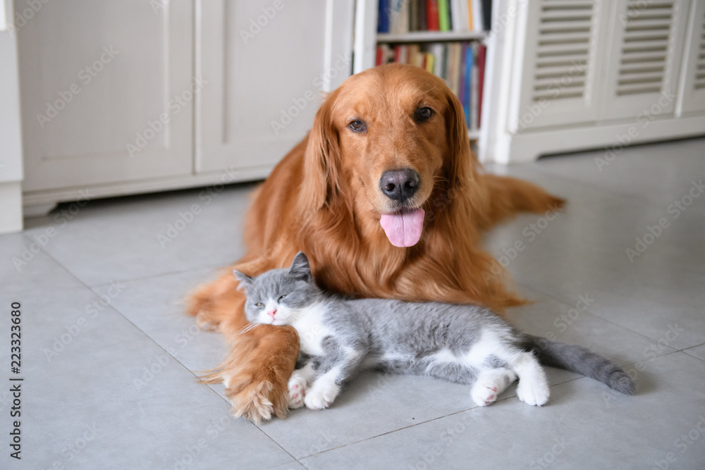 Golden Retriever and Kitten