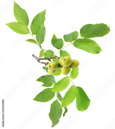Wallpaper Mural Walnut tree. Green branch isolated on white background with clipping path Torontodigital.ca