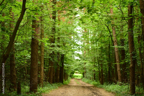 path in the forest