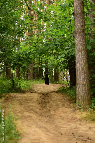 dog  in the forest